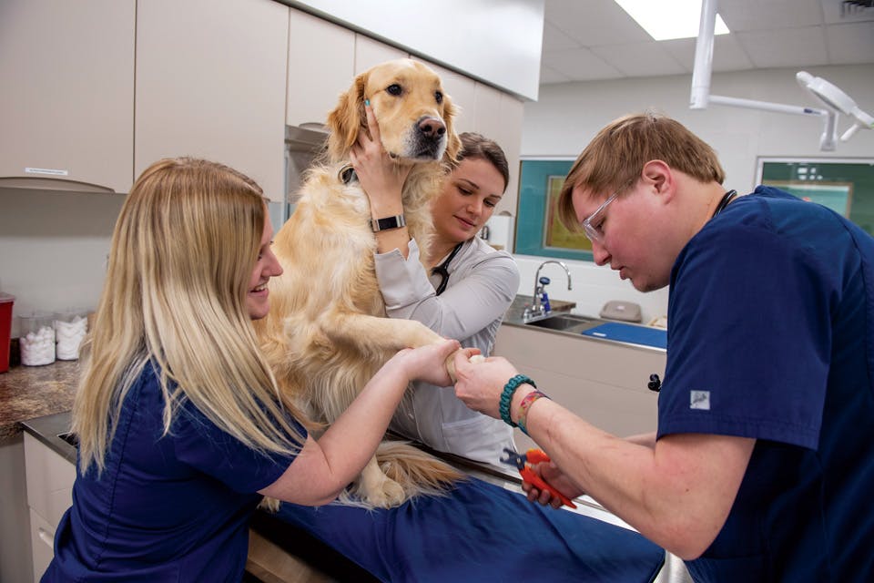 Veterinary care students at Kent State University Trumbull (photo courtesy of Kent State University)