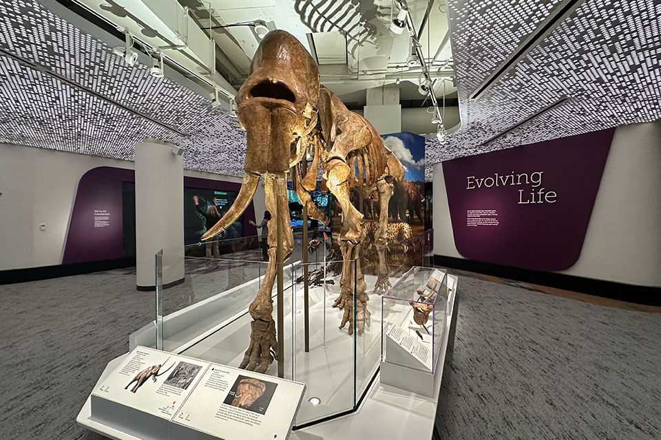 新品未使用　 イーブイ進化ノート Natural History Museum Why You'll Love the Reimagined Cleveland Museum of Natural History