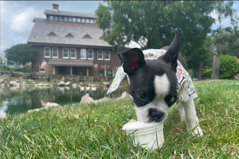 Dog eating a puppy ice cream cup at Ye Olde Mill (photo courtesy of Ye Olde Mill)