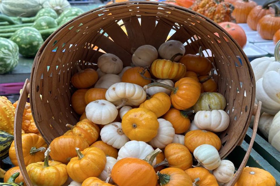 Bucket of Pumpkins (courtesy of Circleville Pumpkin Show)