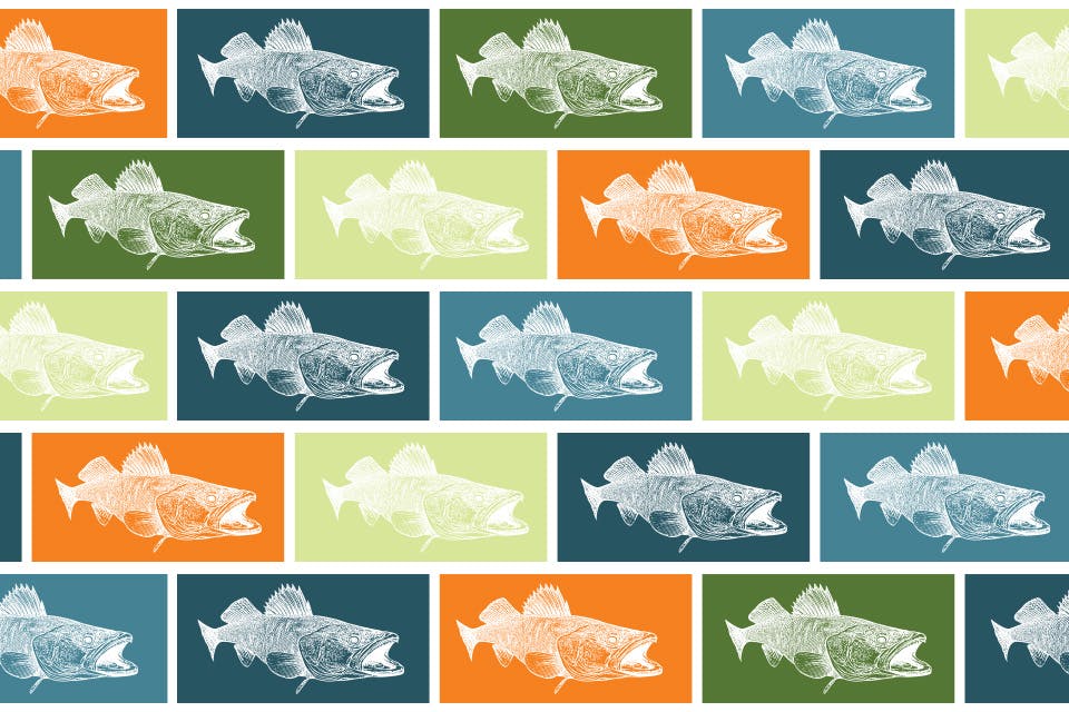 An illustration of walleye on multicolored background (walleye collage by Jessa Hendershot using illustration from iStock / George Peters)