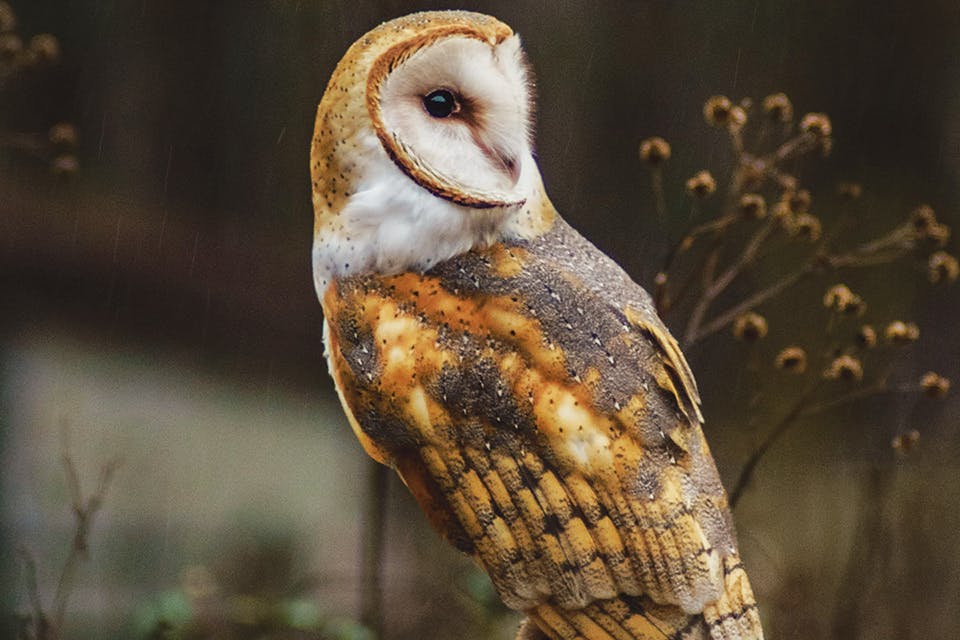 Barn owl at Mohican Wildlife Weekend (photo courtesy of Destination Mansfield)