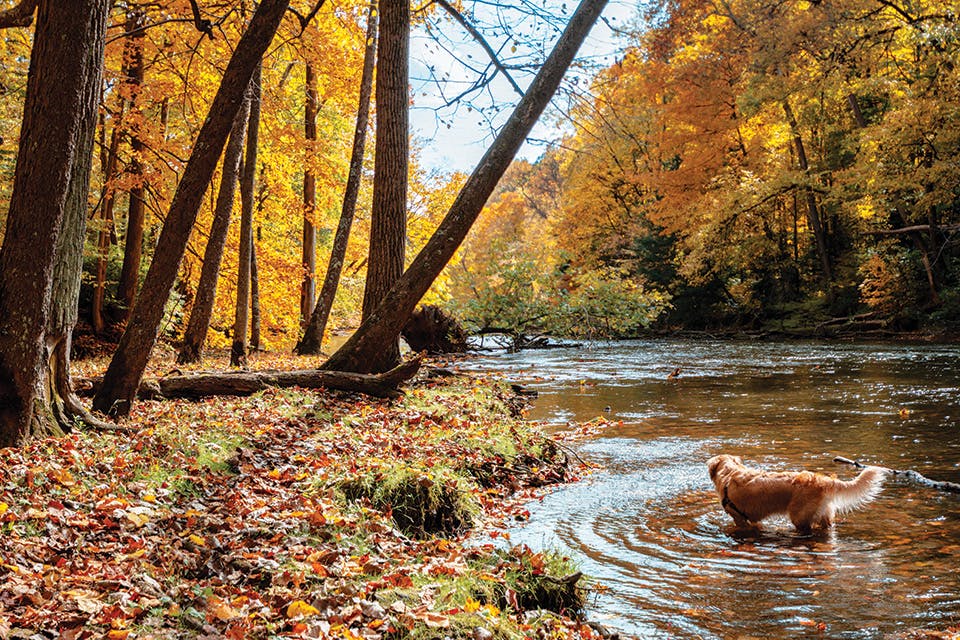 Golden retriever at Mohican State Park in the fall (photo by Nathan Racz)