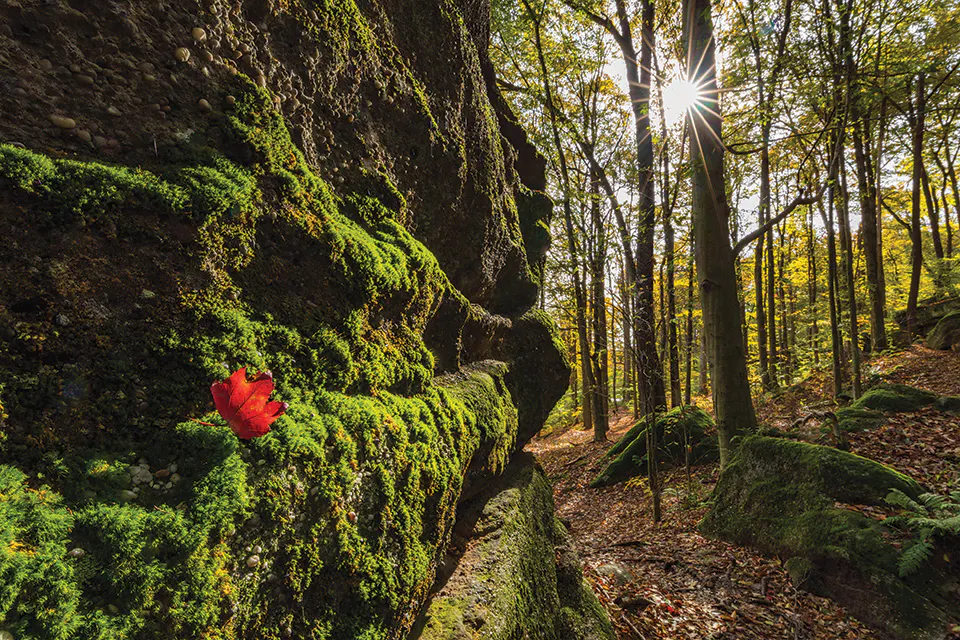 Nelson Kennedy Ledges State Park in Nelson Township (photo by © Jeffrey M. Smith (Art of Frozen Time))