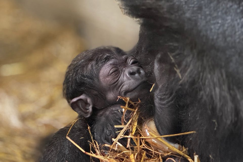 Baby Gorilla at the Cincinnati Zoo (courtesy of the Cincinnati Zoo)