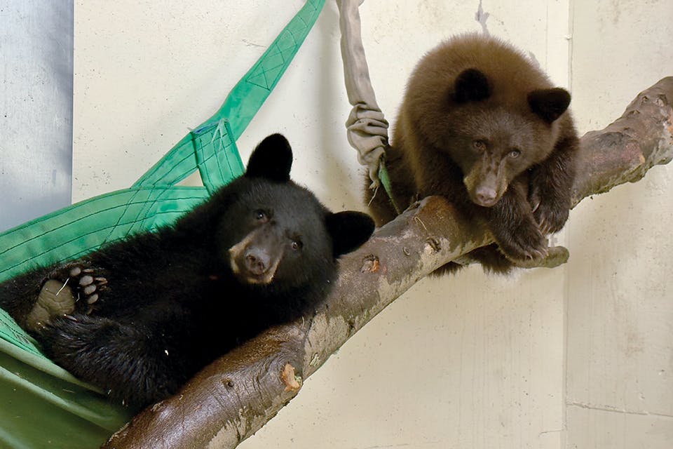 New Bear Cubs at Cincinnati Zoo (courtesy of Cincinnati Zoo & Botanical Garden)