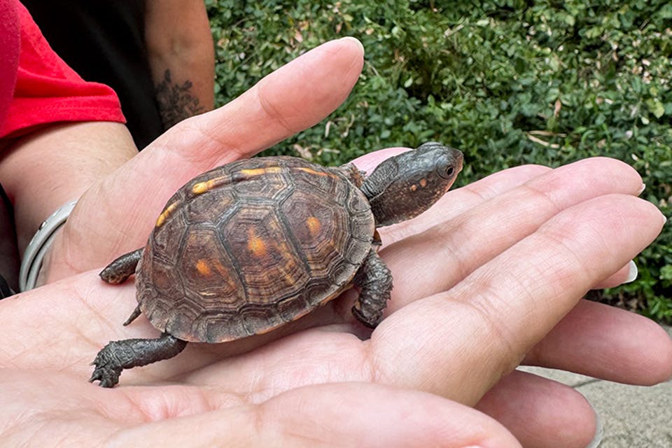 Box turtle in hand (courtesy of Cincinnati Zoo) Box turtle in hand (courtesy of Cincinnati Zoo)