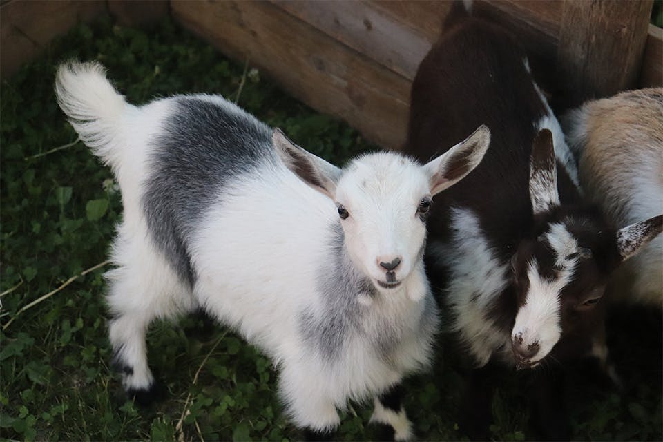 Baby animals at Grove Fest (courtesy of Rutherford B. Hayes Presidential Library and Museums)\