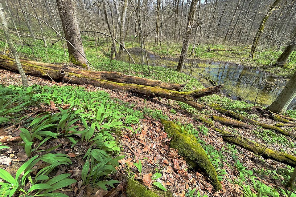 Lowe forest ramps vernal (photo by Terry Seidel, courtesy of The Nature Conservancy)