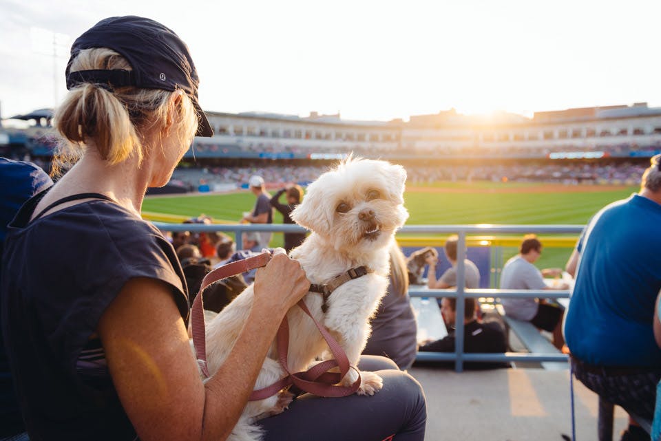 Hounds and Hens Game (courtesy of Toledo Mud Hens) Hounds and Hens Game (courtesy of Toledo Mud Hens)
