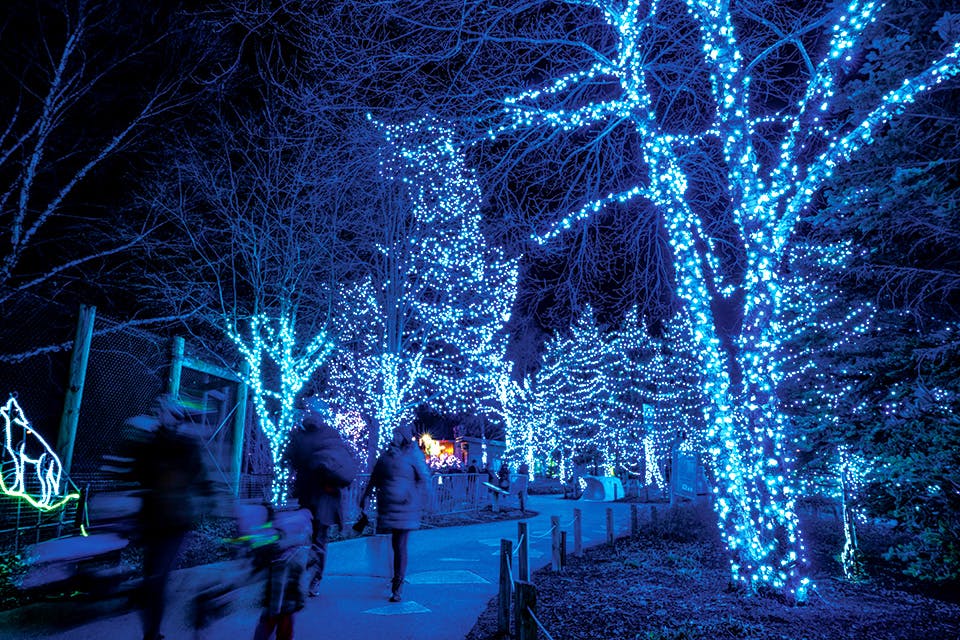 Lights Before Christmas at the Toledo Zoo (courtesy of the Toledo Zoo)