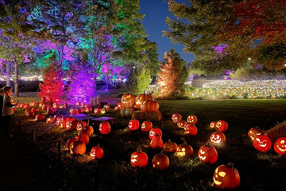 Pumpkins Aglow (courtesy of Franklin Park Conservatory)