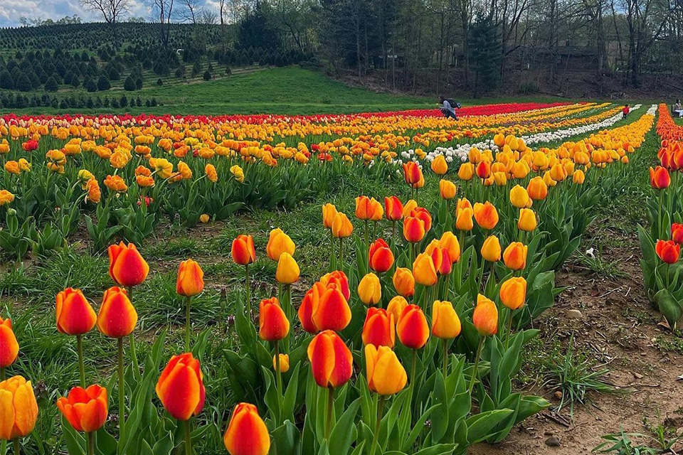 See 500,000 Tulips in Bloom in Granville