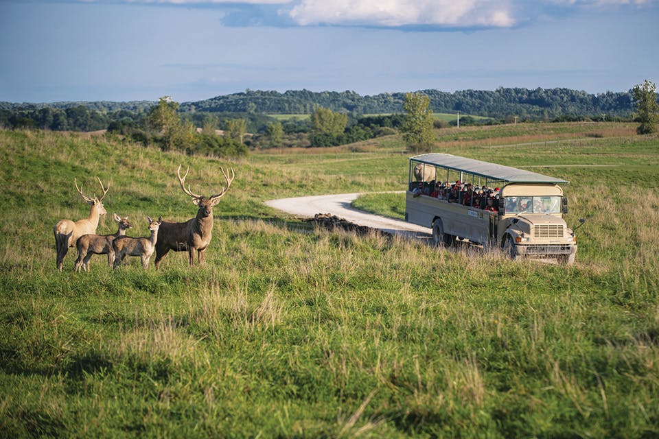 Bus and elk at The Wilds in Cumberland (photo by Grahm S. Jones)