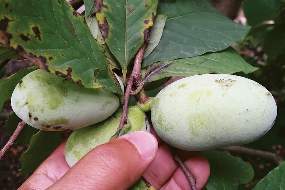 Pawpaw on a tree (photo courtesy of Ohio Department of Natural Resources) Pawpaw on a tree (photo courtesy of Ohio Department of Natural Resources)