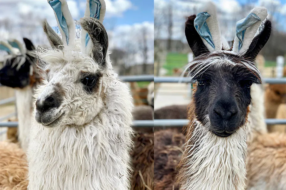 Alpacas with bunny ears (photo courtesy of Majestic Meadows)