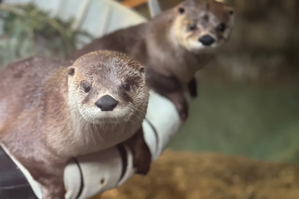 River otters at the Boonshoft Museum of Discovery in Dayton (courtesy of Boonshoft Museum of Discovery)